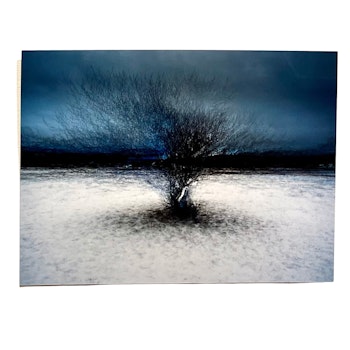 "Tree at Billdals park" Fotografi av Shai Apeloig. 67x50 cm