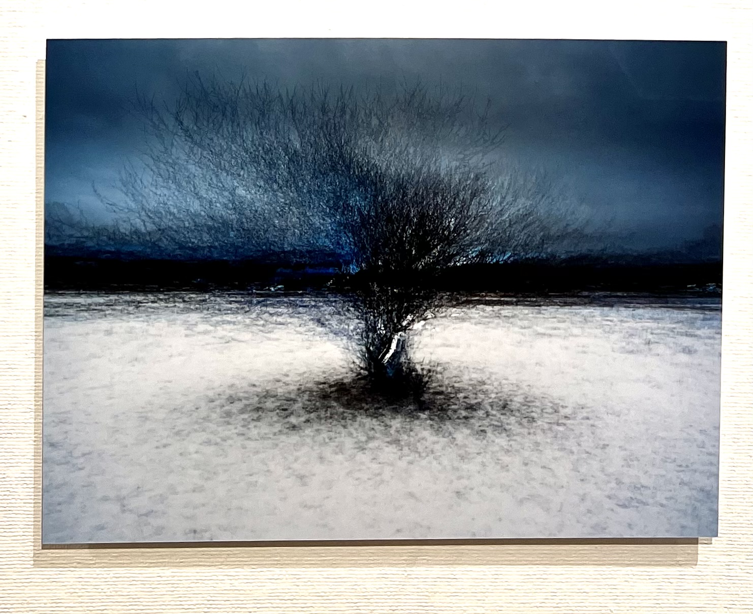 "Tree at Billdals park" Fotografi av Shai Apeloig. 67x50 cm