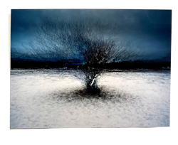 "Tree at Billdals park" Fotografi av Shai Apeloig. 67x50 cm