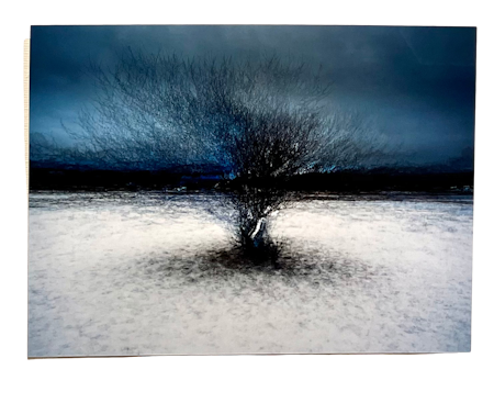 "Tree at Billdals park" Fotografi av Shai Apeloig. 67x50 cm