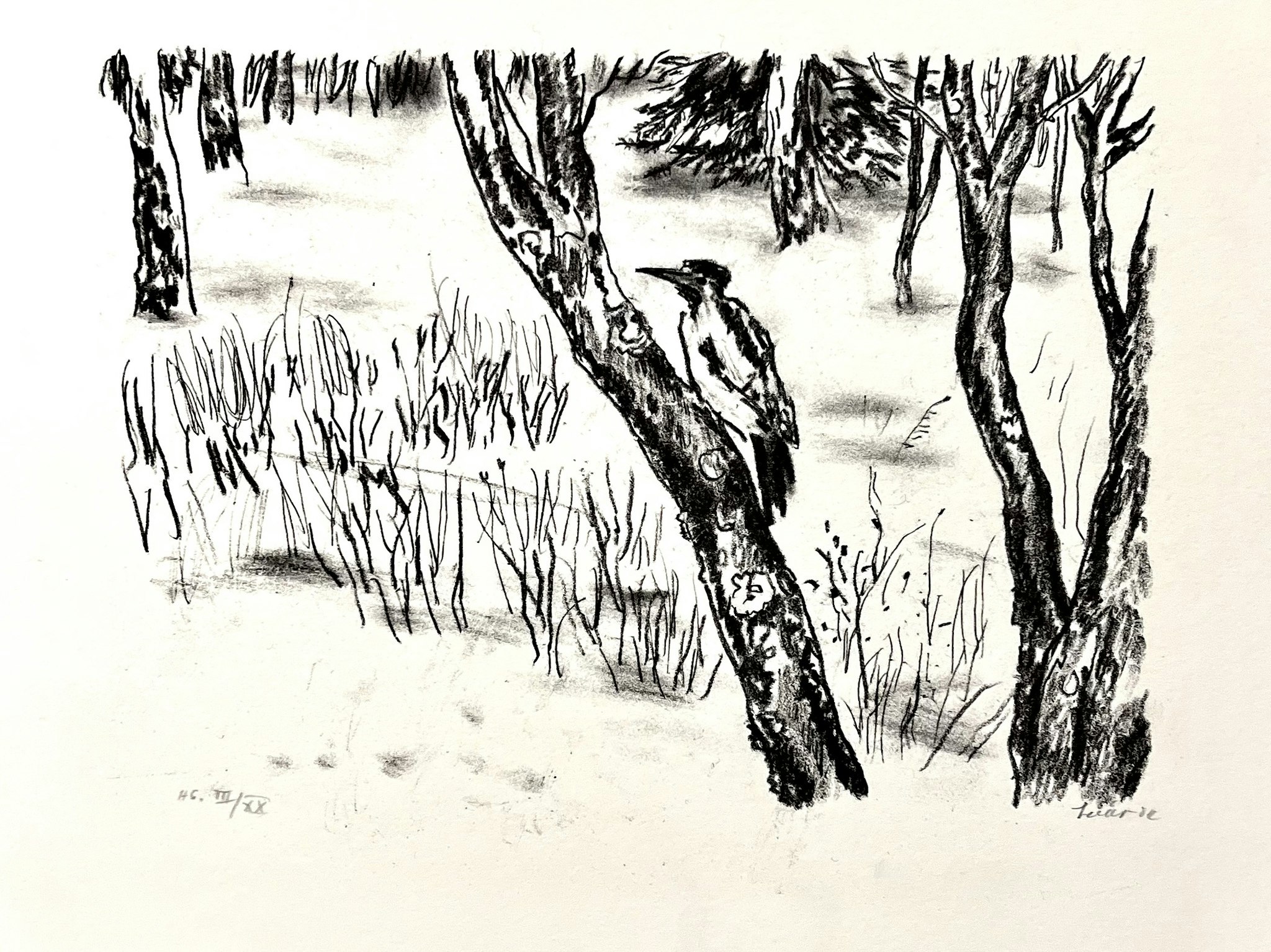 "Fågeln" Litografi av Evy Låås. 36,5x32 cm