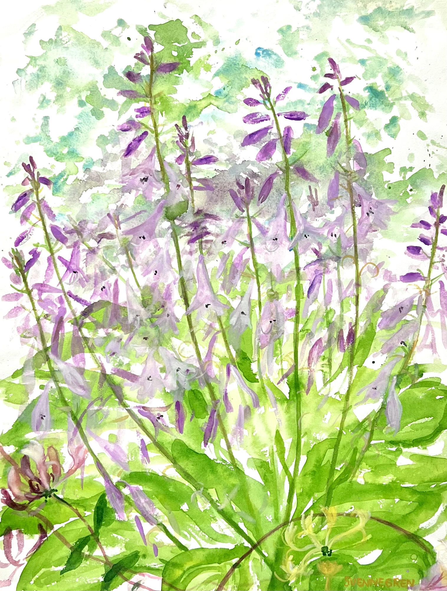 "Vild lavender" Akvarell av Solveig Svennegren. 36x48 cm