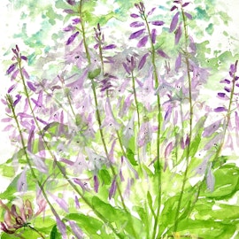 "Vild lavender" Akvarell av Solveig Svennegren. 36x48 cm