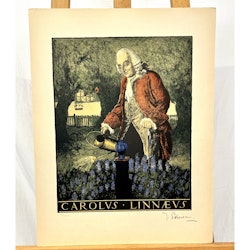 "Carolus Linnaeus" Grafisk blad av Thorsten Schonberg ur mappen "Svenska Stormän". Nr 44/100. 40x52 cm