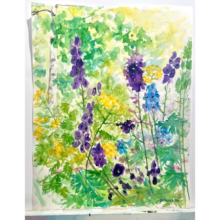 "Lupinus" Akvarell av Solveig "Lilli" Svennegren. 51,5x64 cm