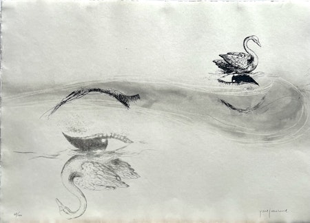 "Los cisnes" Litografi av Perejaume. nr 68/100. 57x38 cm