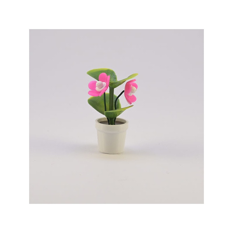 Blomma med knopp i kruka