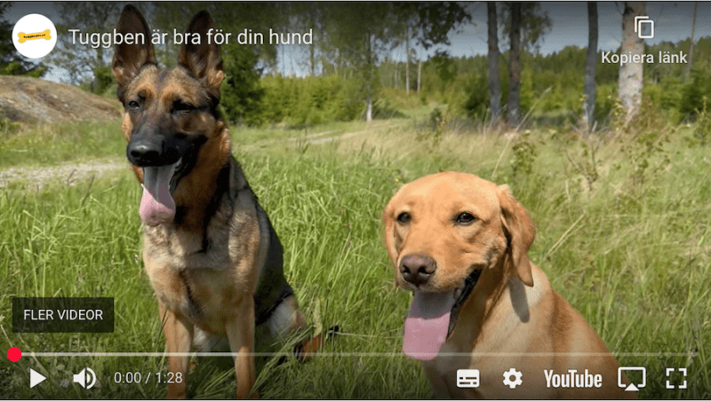Varför är tuggben bra för din hund?
