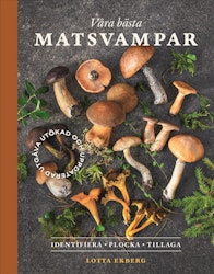 Våra bästa matsvampar – identifiera, plocka, tillaga