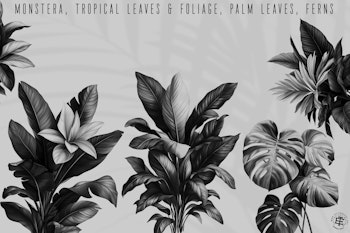 The Botanical Folder XL, 3000+, 100% Custom Art, Procreate brushes, png files, svg files, flowers, nature, foliage, mushrooms, leaves