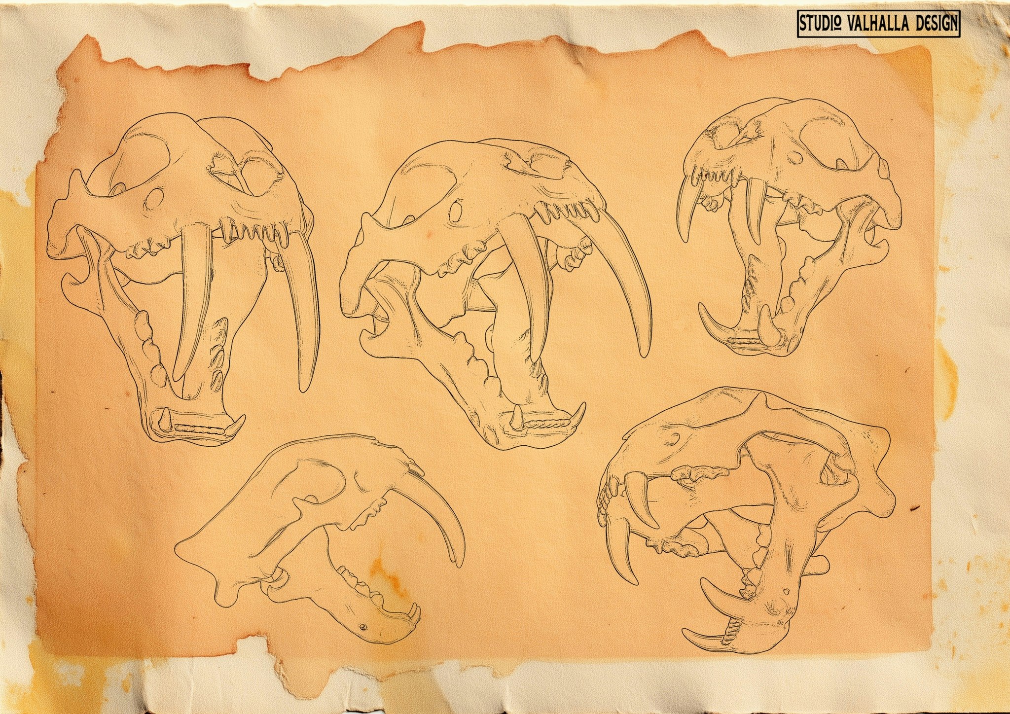 Procreate, Artist Reference Library ~ Animal skull references, original art for Procreate, 100+ design elements, cats, tigers & sabre tooth