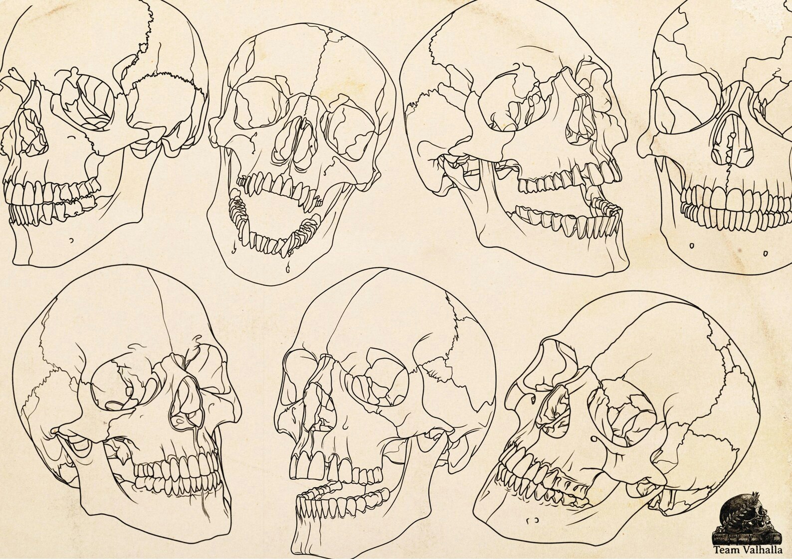Skull stencil/reference bundle, 135 outlined skulls, tattoo stencils, skull references, procreate stamps, svg skulls, png skull references