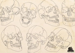 Skull stencil/reference bundle, 135 outlined skulls, tattoo stencils, skull references, procreate stamps, svg skulls, png skull references