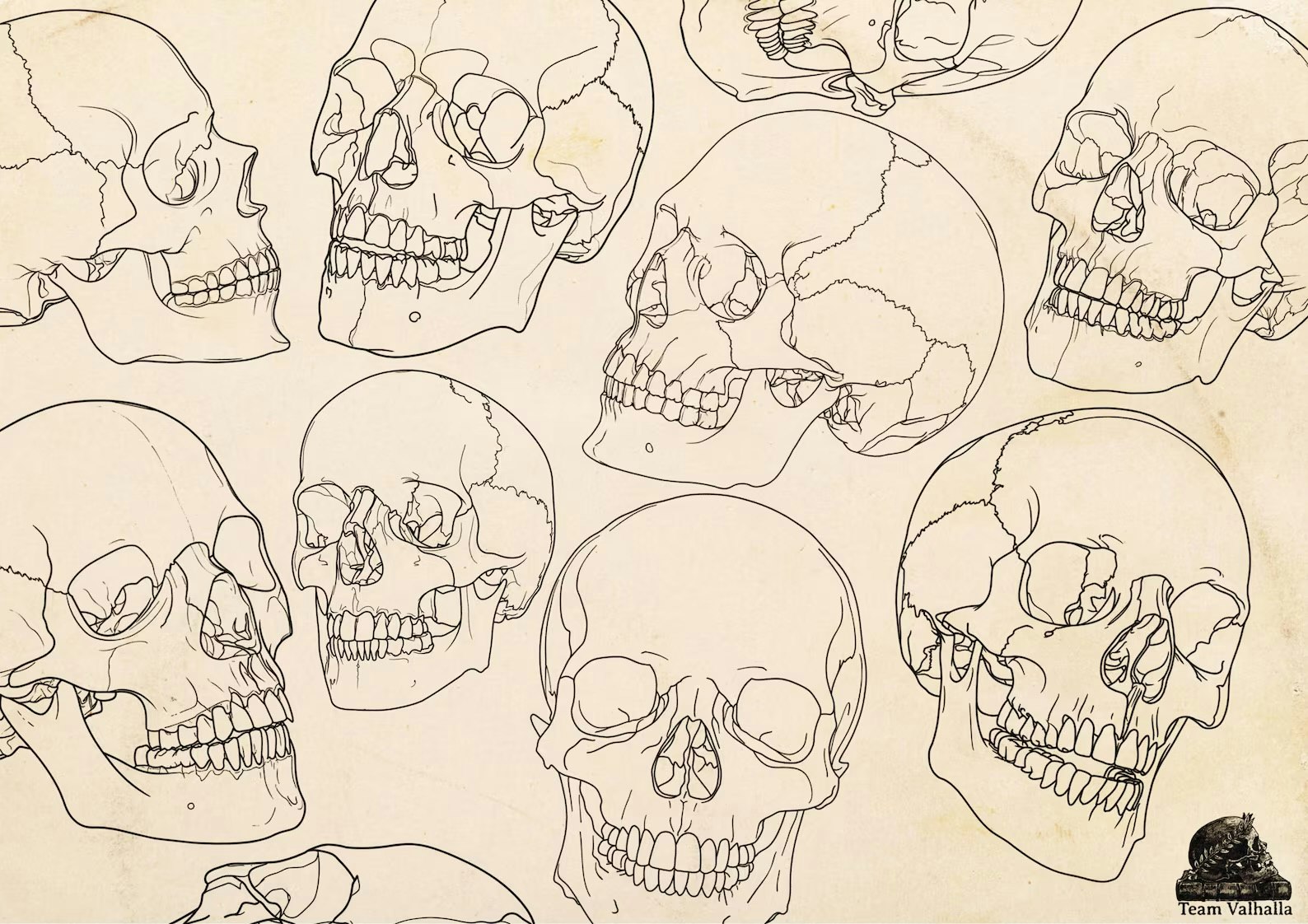 Skull stencil/reference bundle, 135 outlined skulls, tattoo stencils, skull references, procreate stamps, svg skulls, png skull references