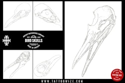 Procreate and .png, Artist Reference Library ~ Bird skull references, original art for Procreate, 100 bird skull designs, tattoo references