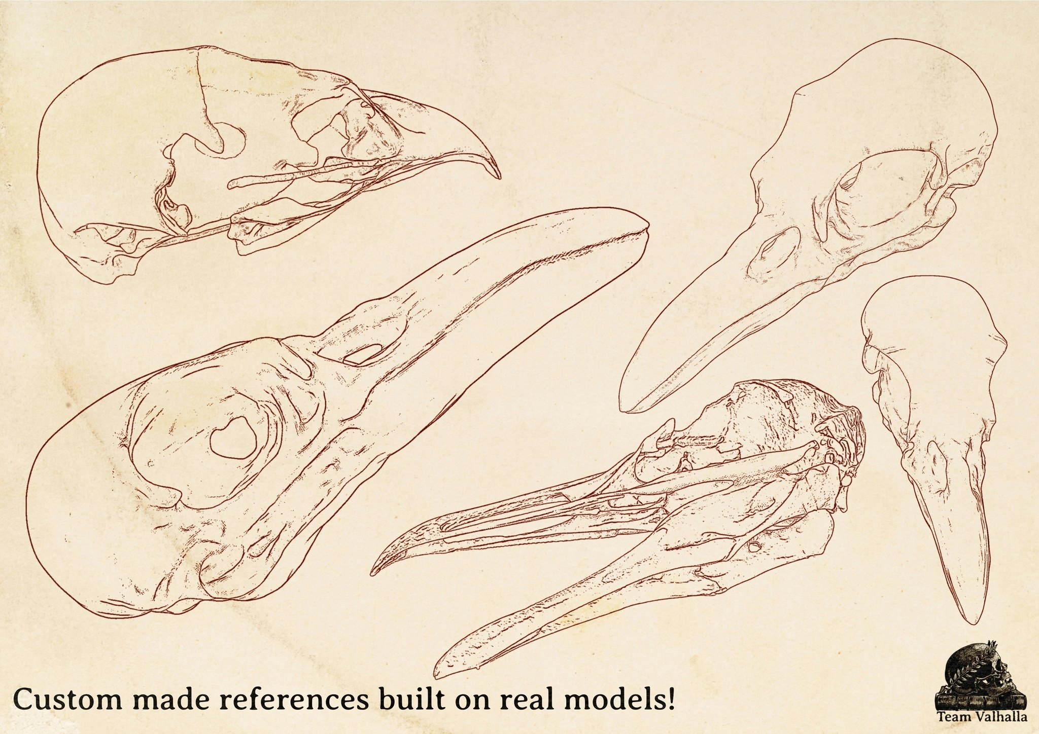 Procreate and .png, Artist Reference Library ~ Bird skull references, original art for Procreate, 100 bird skull designs, tattoo references