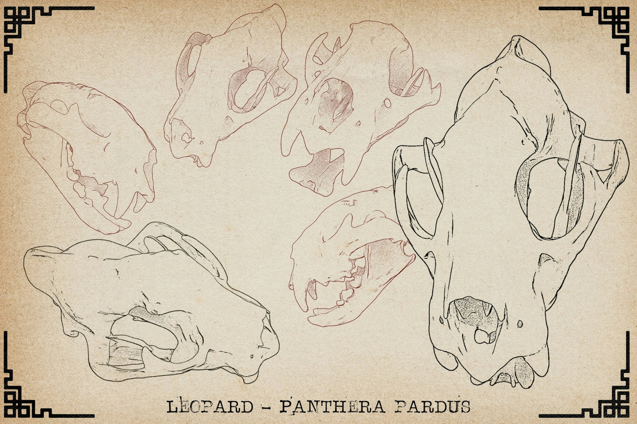 Procreate, Artist Reference Library ~ Animal skull references vol.2, original art for Procreate, artistic references, animal skulls
