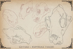 Procreate, Artist Reference Library ~ Animal skull references vol.2, original art for Procreate, artistic references, animal skulls