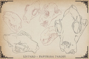Procreate, Artist Reference Library ~ Animal skull references vol.2, original art for Procreate, artistic references, animal skulls