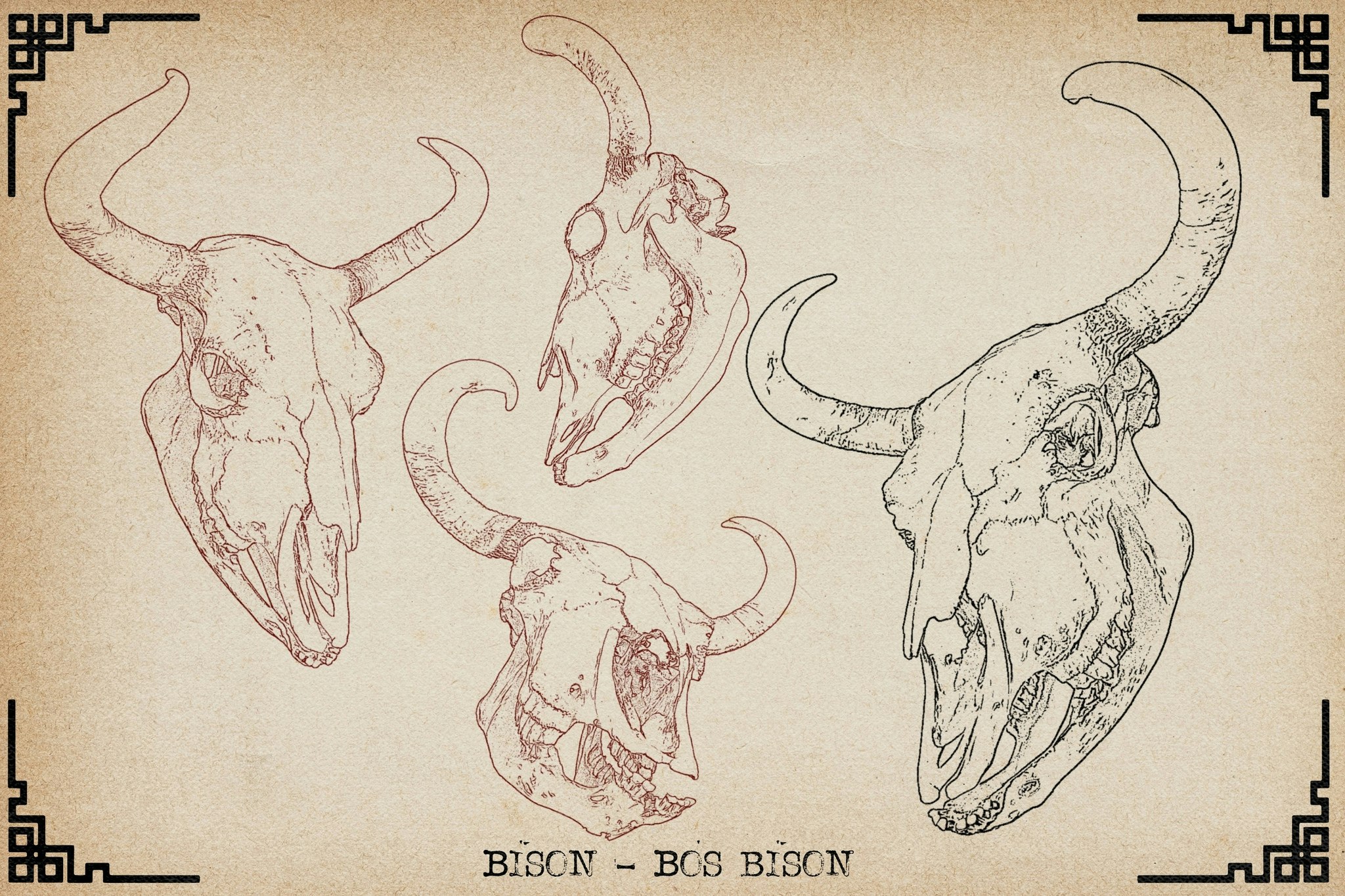 Procreate, Artist Reference Library ~ Animal skull references vol.2, original art for Procreate, artistic references, animal skulls