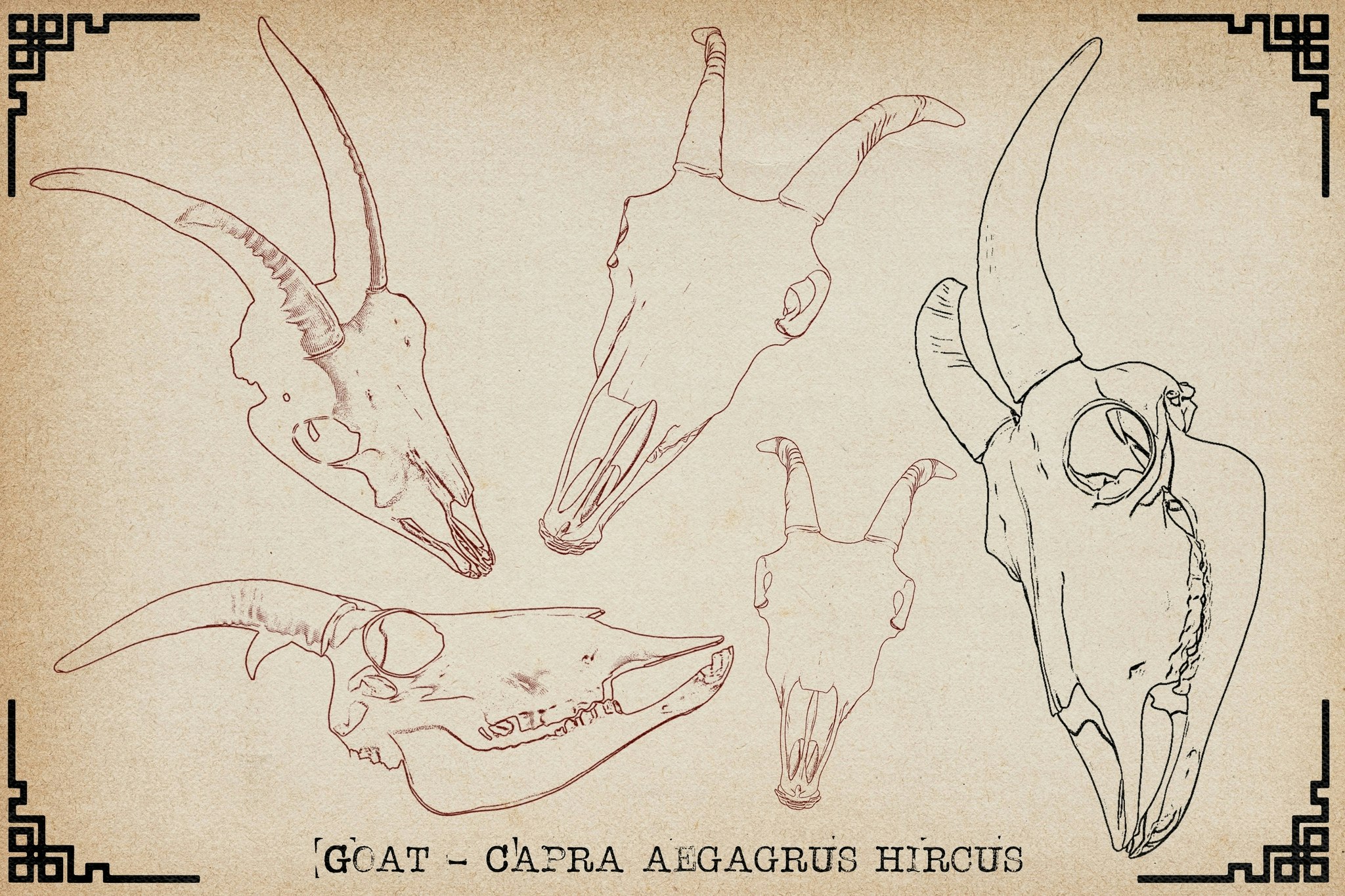 Procreate, Artist Reference Library ~ Animal skull references vol.2, original art for Procreate, artistic references, animal skulls