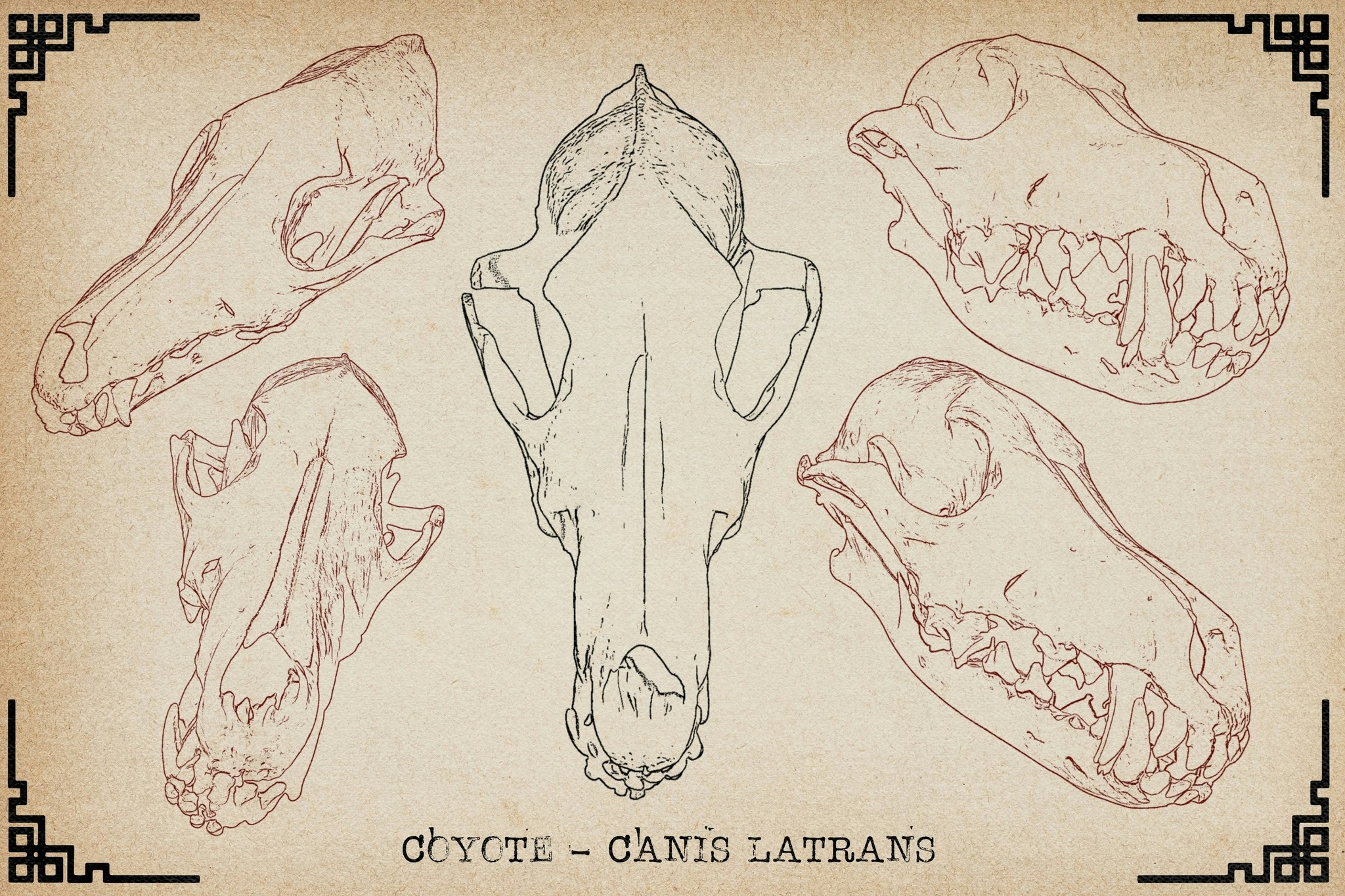 Procreate, Artist Reference Library ~ Animal skull references vol.2, original art for Procreate, artistic references, animal skulls