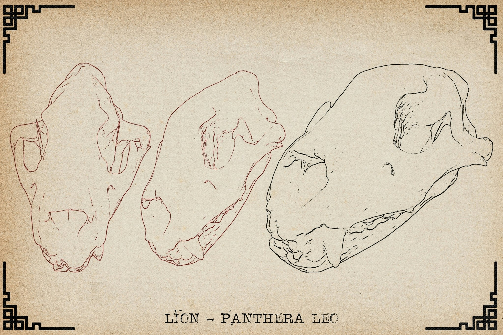 Procreate, Artist Reference Library ~ Animal skull references vol.2, original art for Procreate, artistic references, animal skulls