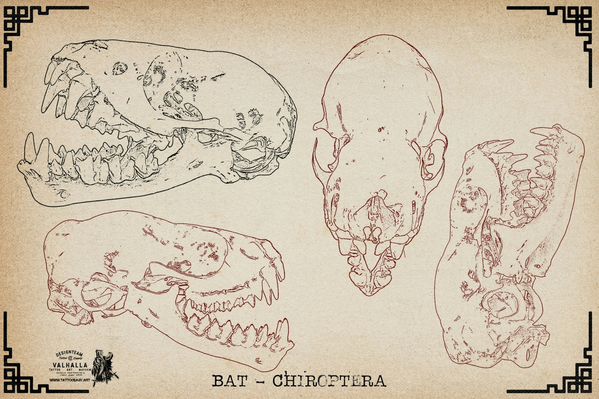 Procreate, Artist Reference Library ~ Animal skull references vol.2, original art for Procreate, artistic references, animal skulls