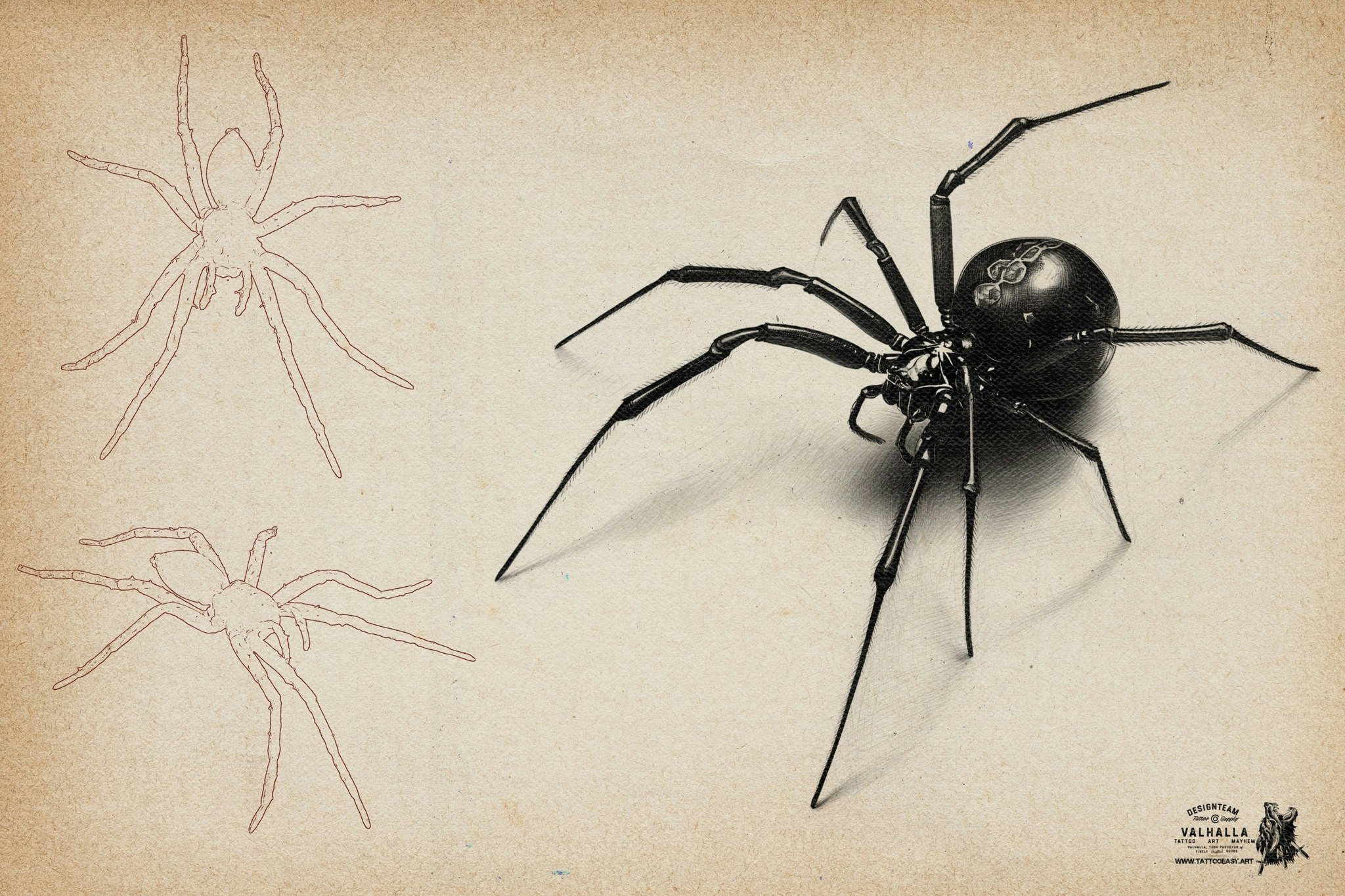 Artist Reference Library ~ Spider references, original art for Procreate, artistic references, 100 spiders png, svg & Procreate
