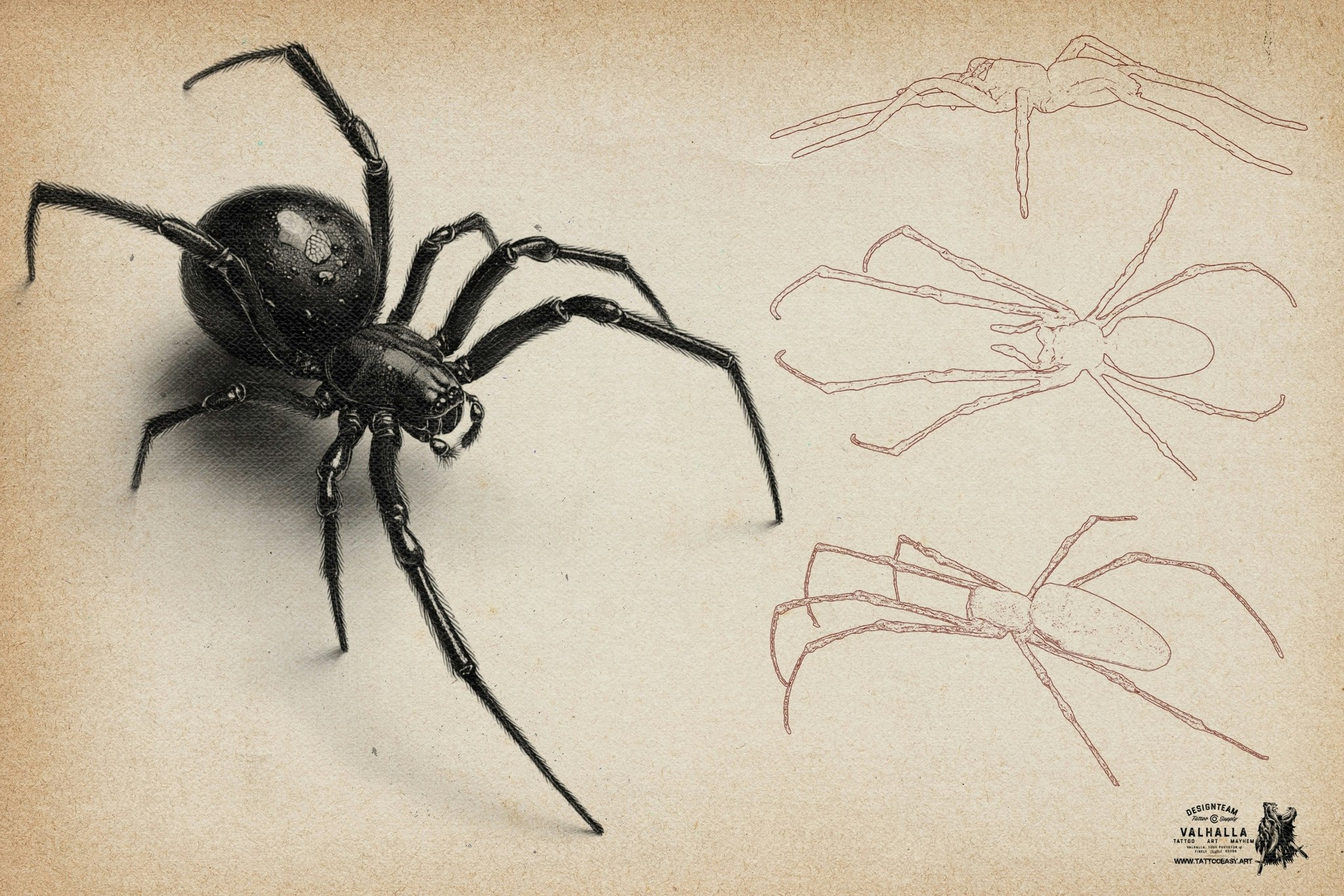 Artist Reference Library ~ Spider references, original art for Procreate, artistic references, 100 spiders png, svg & Procreate