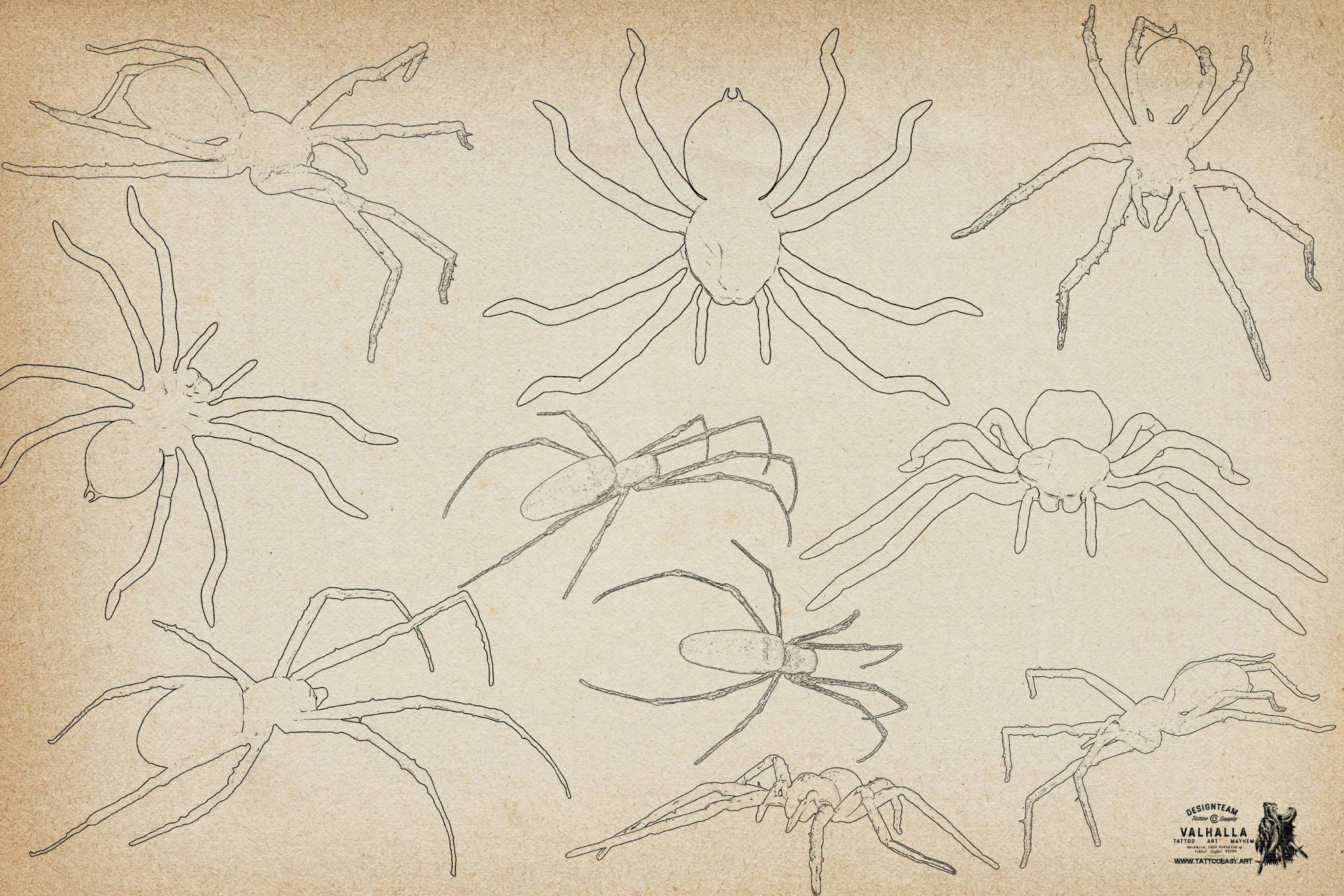 Artist Reference Library ~ Spider references, original art for Procreate, artistic references, 100 spiders png, svg & Procreate