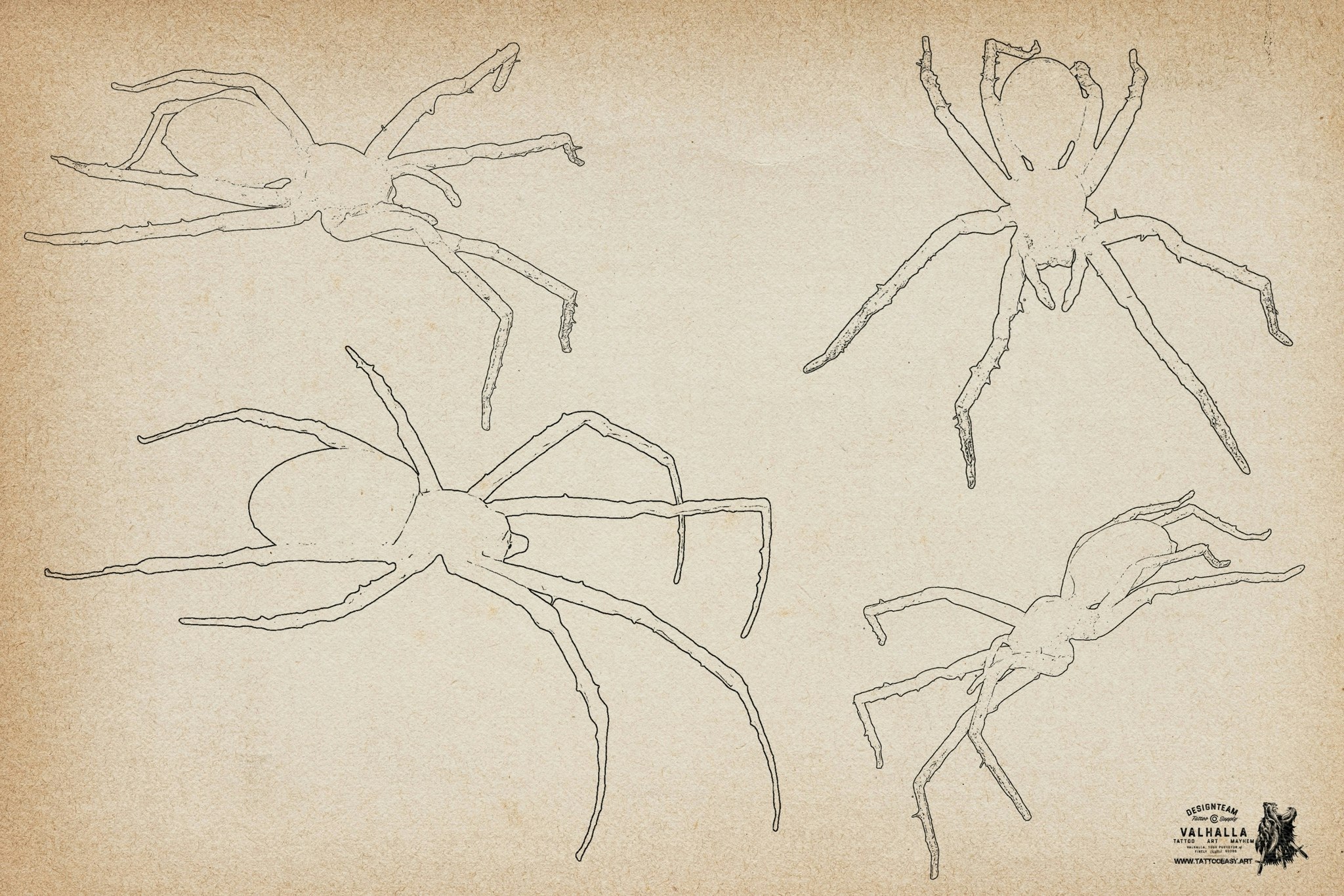 Artist Reference Library ~ Spider references, original art for Procreate, artistic references, 100 spiders png, svg & Procreate