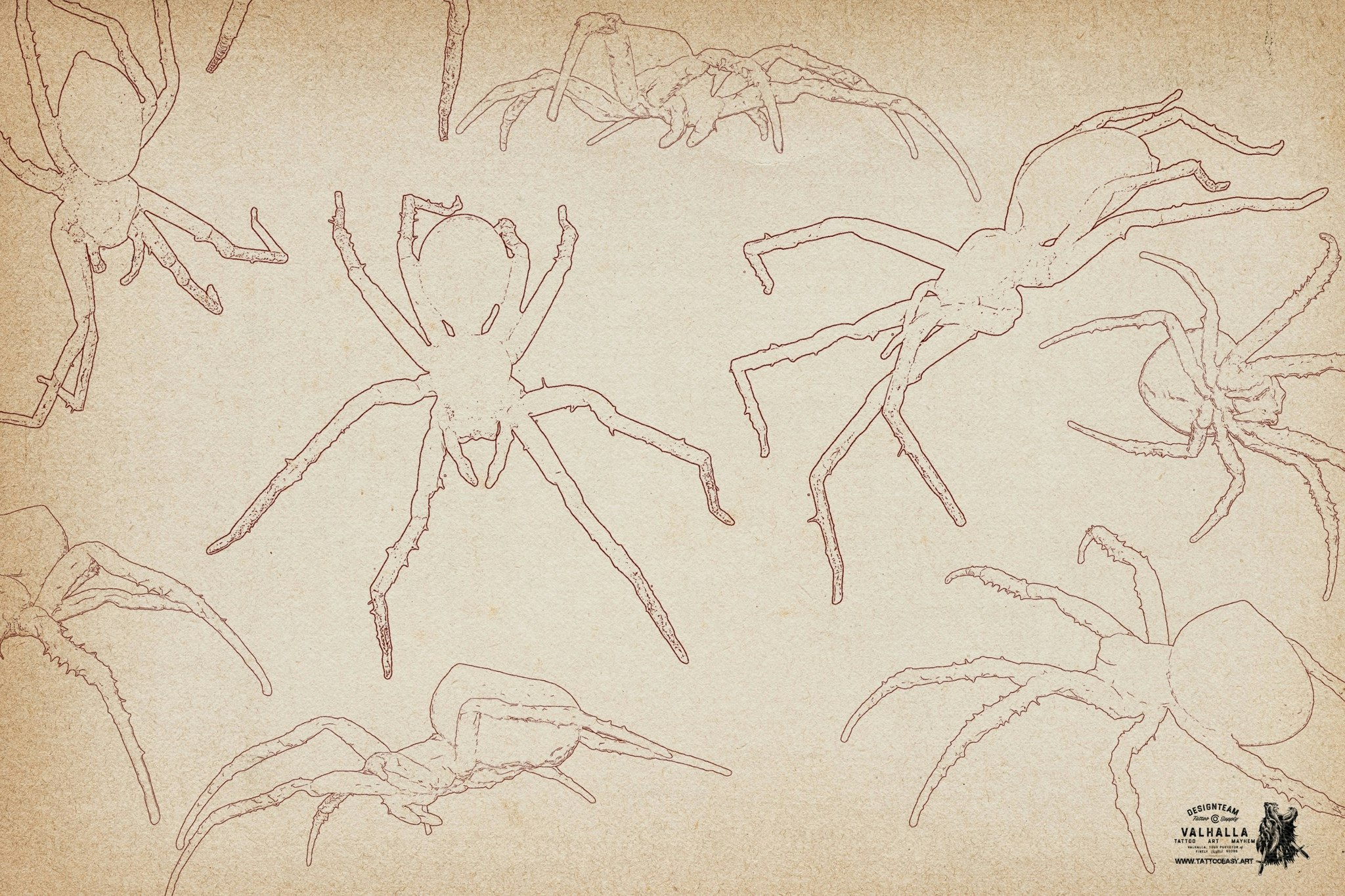 Artist Reference Library ~ Spider references, original art for Procreate, artistic references, 100 spiders png, svg & Procreate