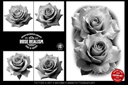 Rose realism, transparent Png clipart files & Procreate version included, high quality custom assets, Rose reference library for artists