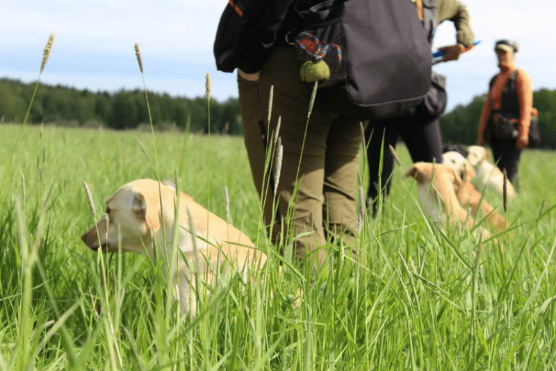 När omtanke är grunden – möt vår återförsäljare Jenny på Holistic Gundogs