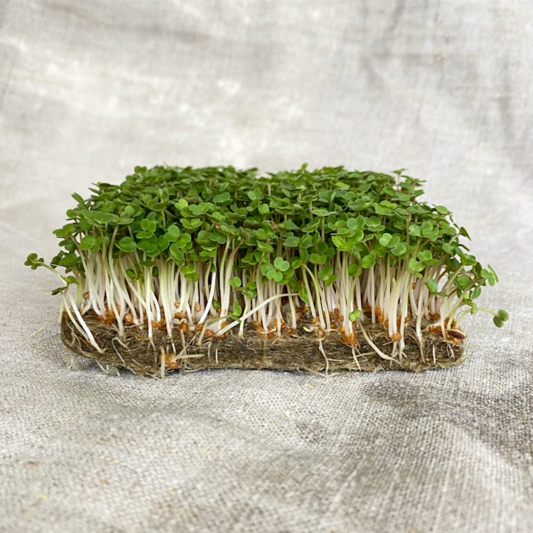 Sproutly - Lin-Fibermatta 5-pack