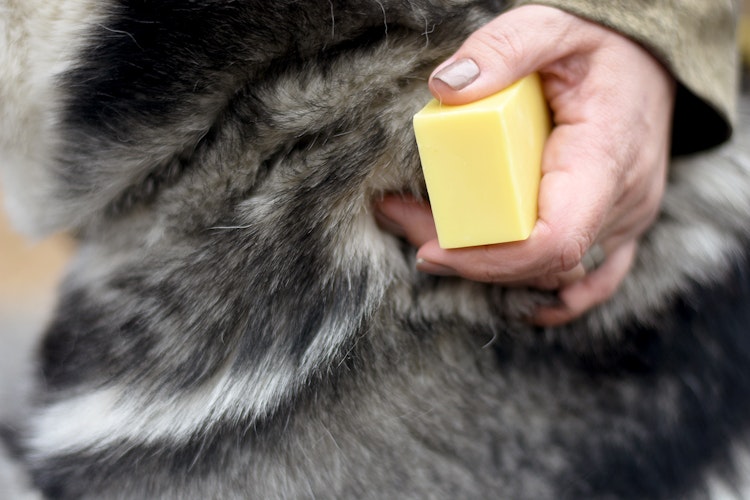 Hand som håller shampotvål för hudsjur mot päls till en grå jämthund