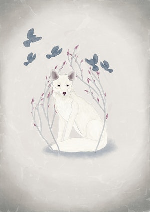 White fox