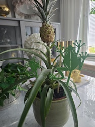 Blompinnar "Groda"