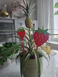 Blompinnar "Jordgubbar"