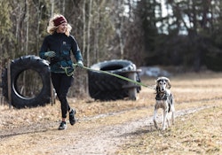 Pop up! Löpning med hund i grupp
