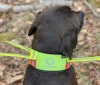 Rejält kardborreband håller hundens reflexband på plats
