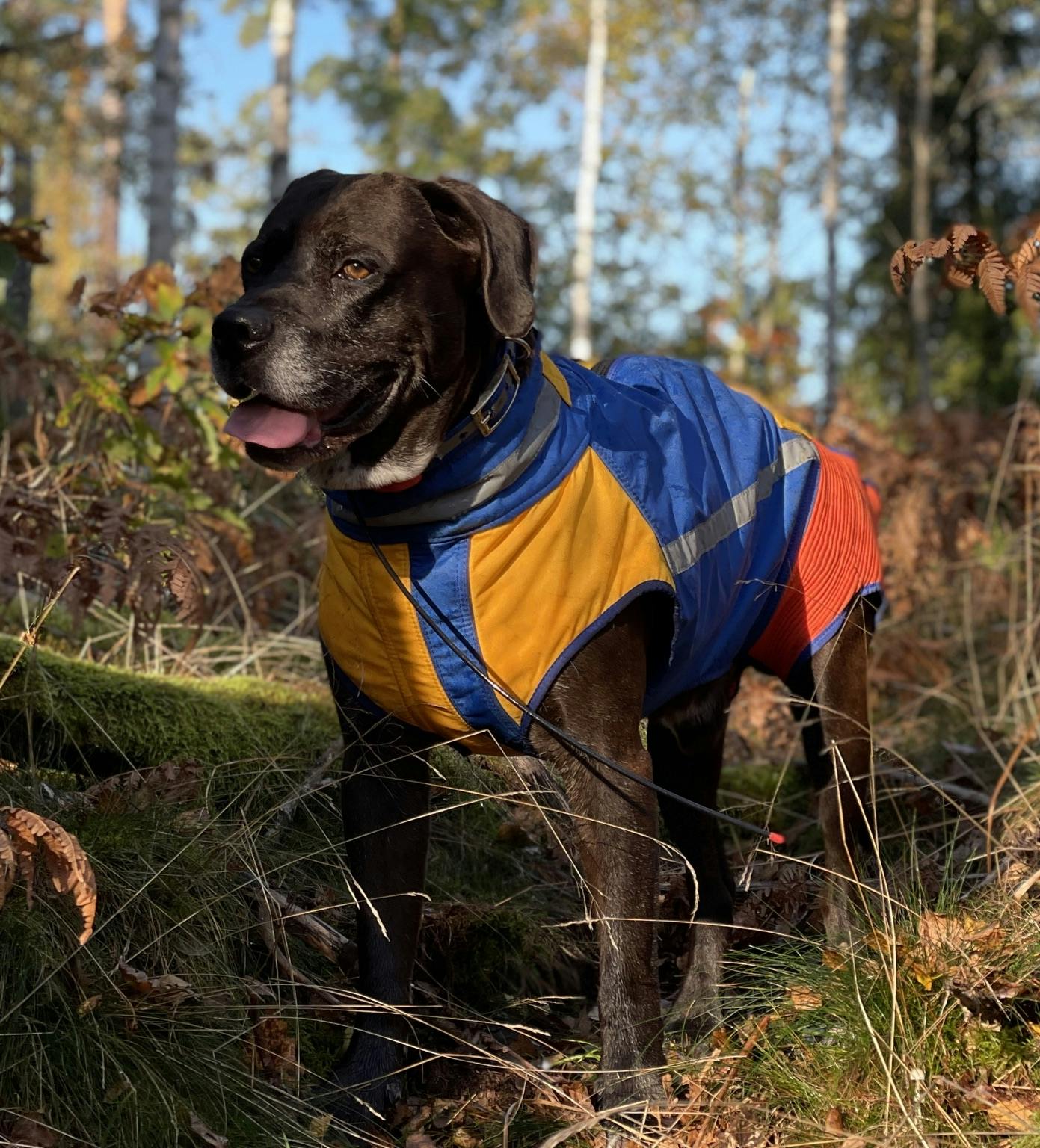 Unikt starkt skydd mot vildsvin för jakthundar, det enda som skyddar hunden rumpa