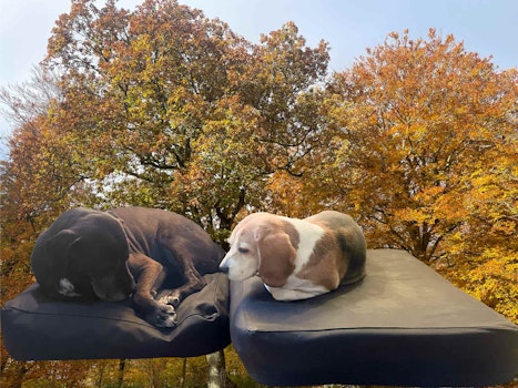 Hundebett Järven