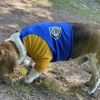 Skyddströja Stolt Hund