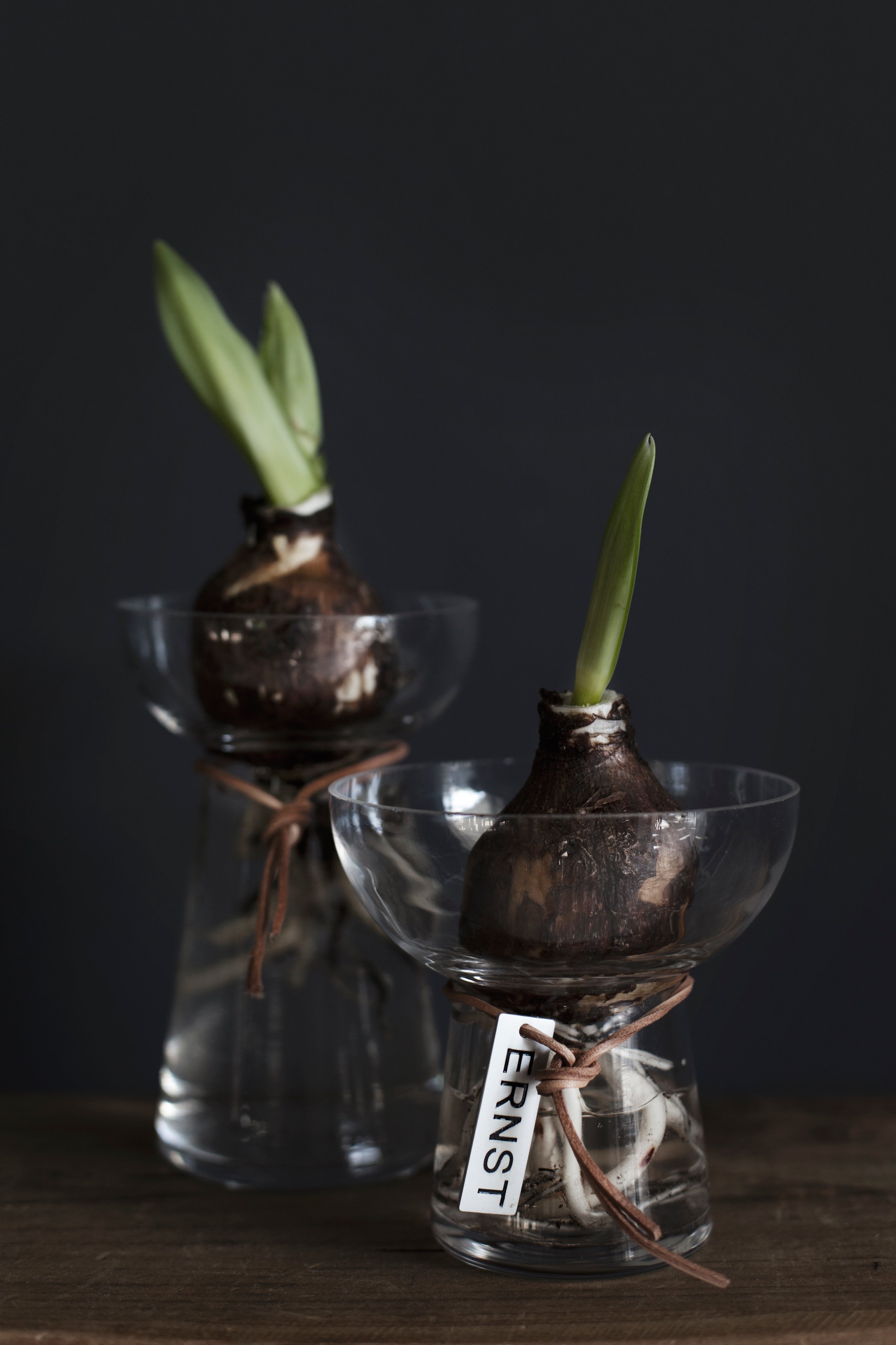 Vas till hyacint/amaryllis ERNST