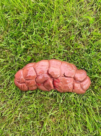 Nötnjurar 10 kg (UPPHÄMTNING VÄXJÖ)