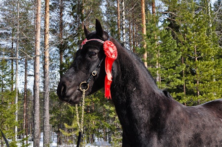 Luxury smycke (flera färger)