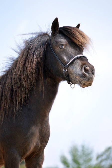 REA QHP Showgrimma med strass falabella föl