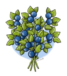 BLÅBÄRSRIS, Personlig Vattenflaska med Namn (Rostfritt Stål)